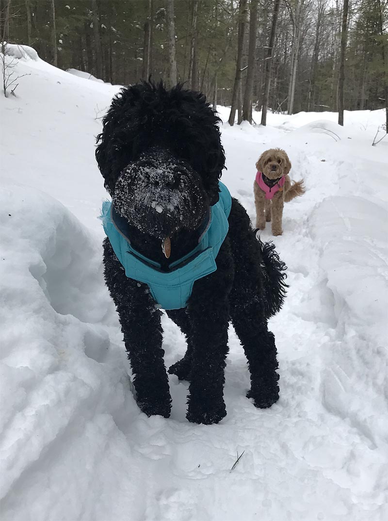 2 doodles in the snow