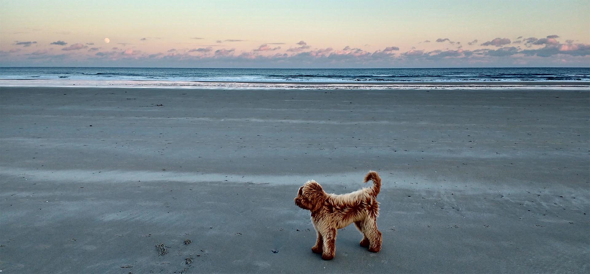 Green Mountain Labradoodles