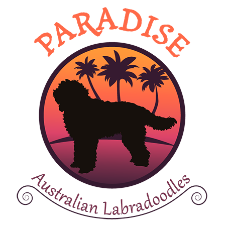 Paradise Australian Labradoodles